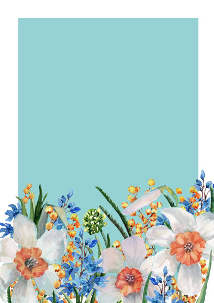 blüten von narzissen, zweige mimose und blauer hyazinthe mit grünen blättern auf dem stamm. hand gezeichnet aquarell. - daffodil stem yellow spring stock-grafiken, -clipart, -cartoons und -symbole