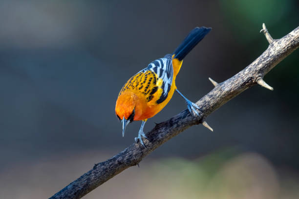 istock Male Streak-backed Oriole Looking Down 1315463299
