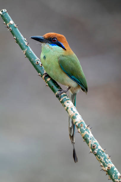 istock Russet-crowned Motmot Looking Right 1315464911