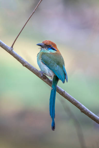 istock Russet-crowned Motmot Looking Right 1315464975