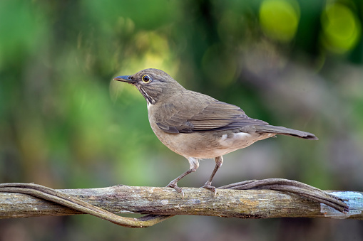 A white-throated Thrush (Turdus assimilis) on a stick on Cabo Corrientes, Jalisco State, Mexico.