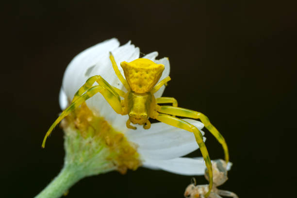 istock Macro of yellow crab spider 1315466067