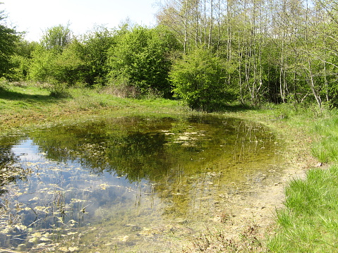 a beautiful natural pool with aquatic plants and frogs and common newts in a green forest in springtime