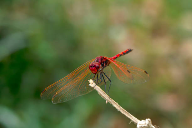 istock Macro shots, Beautiful nature scene dragonfly. 1315468024