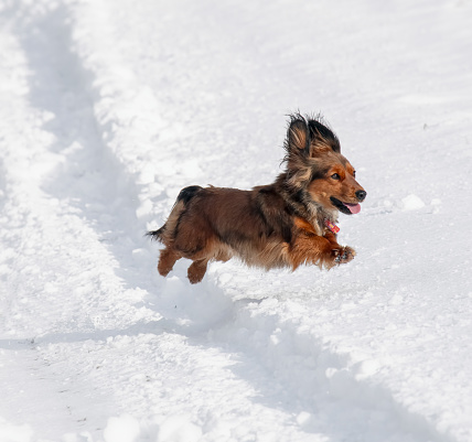 Cute sausage dog enjoying the snow.