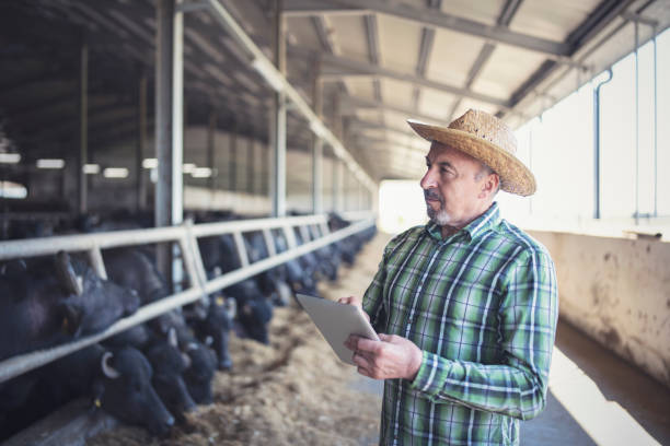 istock Senior farmer using a digital tablet at dairy farm. 1315469250