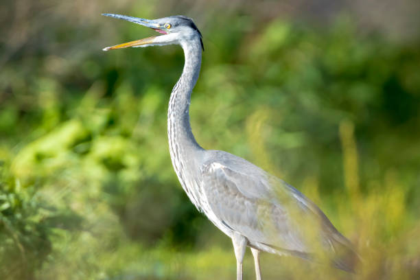 istock Grey heron, Ardea cinerea, waterfowl hunting in wetland 1315470421