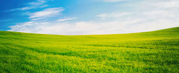 istock Panoramic natural landscape with green grass field meadow and blue sky with clouds and horizon line. 1315470598