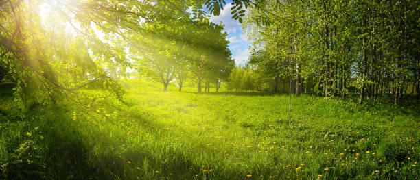 istock Bright colorful summer landscape with juicy grass and trees. 1315470851