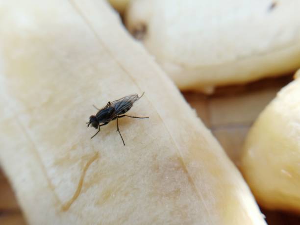 black fly black fly black fly stock pictures, royalty-free photos & images
