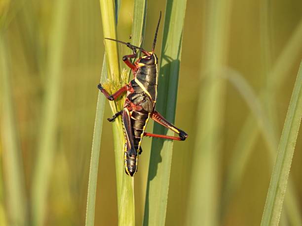 istock Eastern Lubber Grasshopper (Romalea microptera) resting on a leaf in Florida 1315471505