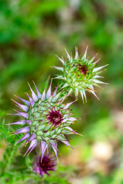 istock Field with Silybum marianum (Milk Thistle) 1315472973