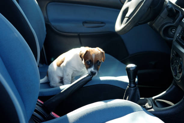 Shy puppy Jack Russell Terrier in a car interior