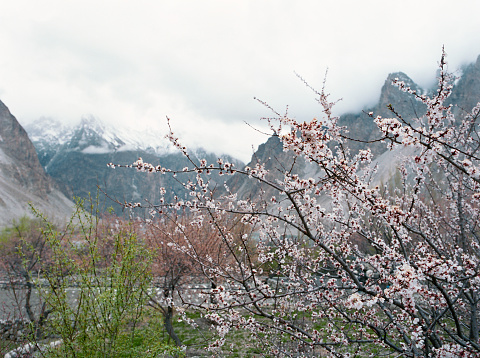 Peach trees blooming in cieza, various fruit trees in bloom and a mountain on background. Located in Murcia region, Spain