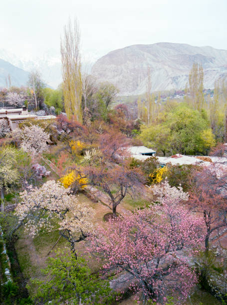 Scenic view of apricot blossom in northern Pakistan Scenic view of apricot blossom  on the background of snowcapped mountains in northern Pakistan karakoram highway stock pictures, royalty-free photos & images