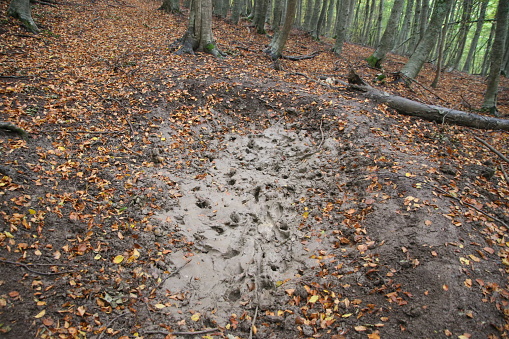 Beech Forest Italy