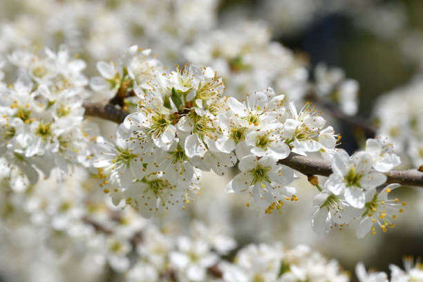 istock Blossoms of a sea buckthorn 1315475132