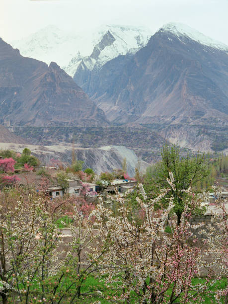 Scenic view of apricot blossom in northern Pakistan Scenic view of apricot blossom  on the background of snowcapped mountains in northern Pakistan karakoram highway stock pictures, royalty-free photos & images