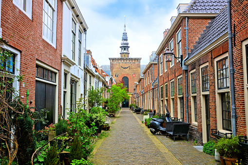 Leafy Dutch street with church tower in background, Haarlem, Netherlands