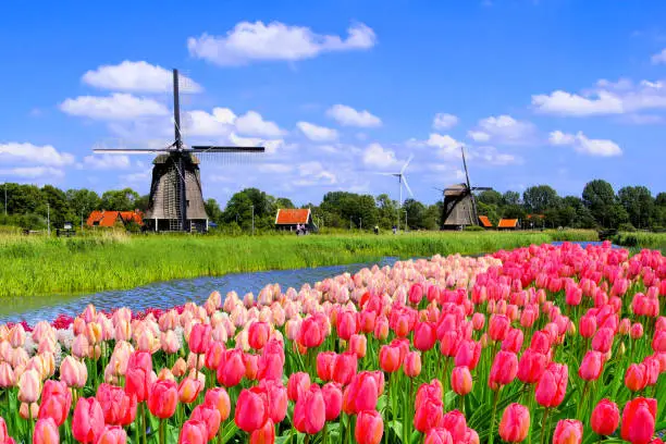 Photo of Dutch windmills along a canal with pink tulip flowers, Netherlands