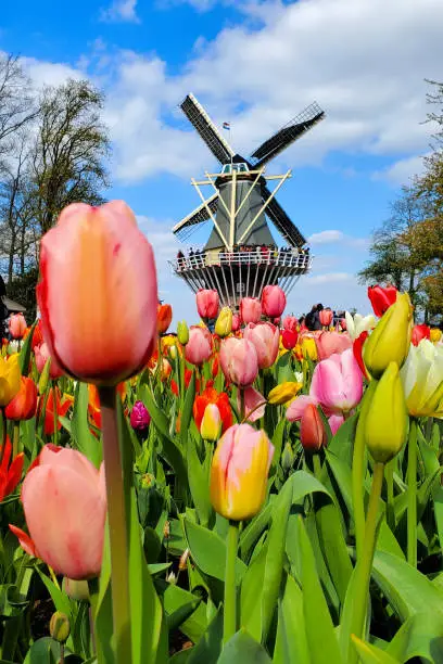 Traditional Dutch windmill behind a close up of colorful tulip flowers, Netherlands