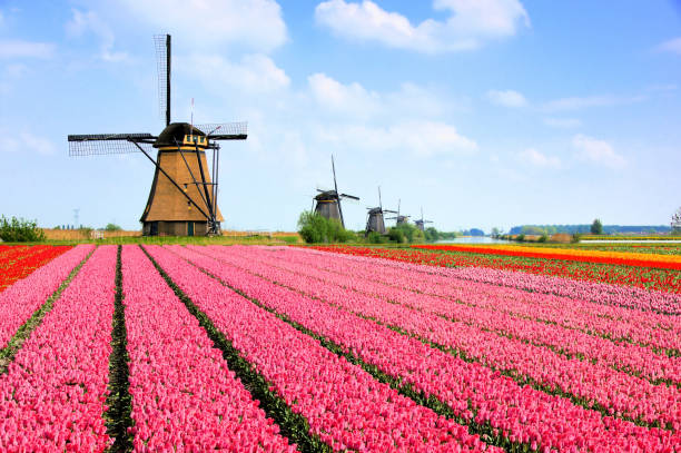 moulins à vent hollandais derrière des rangées des fleurs roses de tulipe, pays-bas - amsterdam photos et images de collection