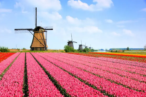 Photo of Dutch windmills behind rows of pink tulip flowers, Netherlands