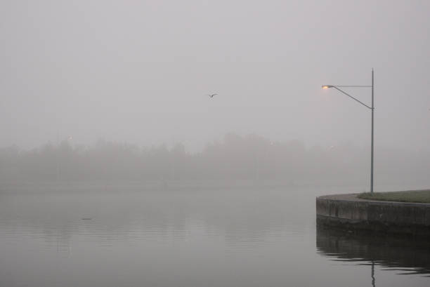 a seagull flying over a river in the fog - gulls in flight birds over water foggy scene with birds imagens e fotografias de stock