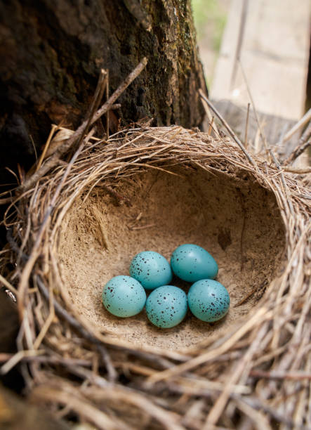 istock Song thrush eggs in the nest 1315479508