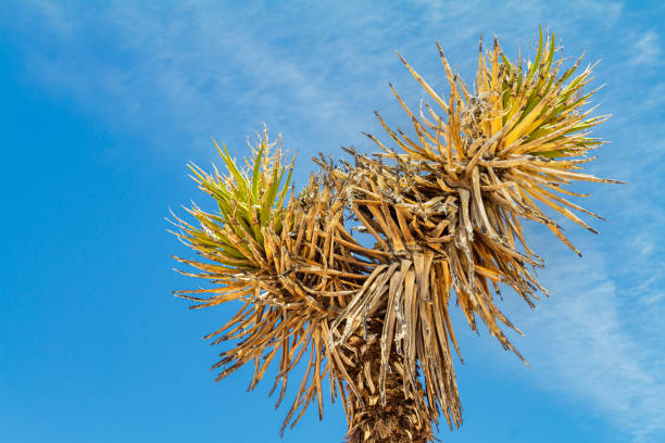 Top of a old Joshua Tree branch with blue sky