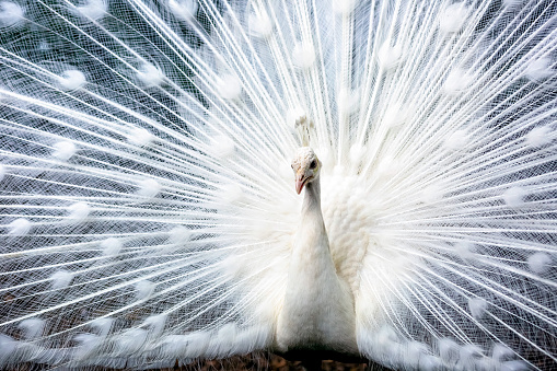 White peacock, front view, background with copy space, full frame horizontal composition