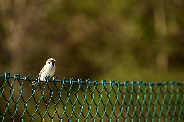 Sparrow sitting on a green fence with blurred background