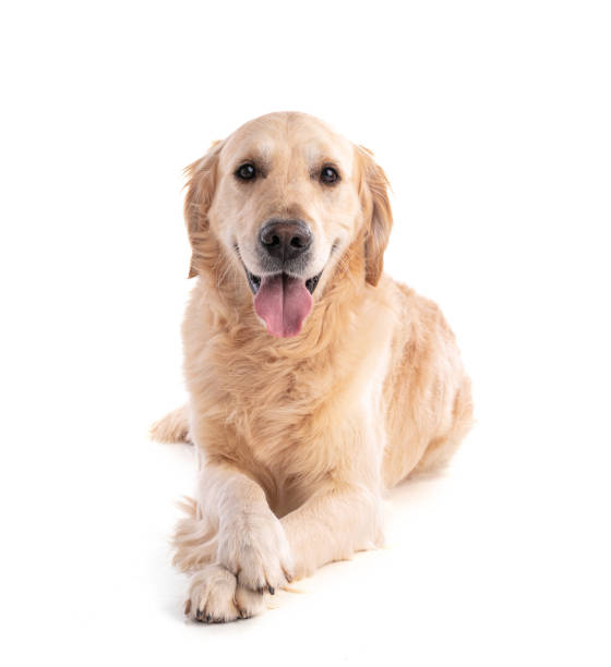 istock Golden retriever dog 1315485234
