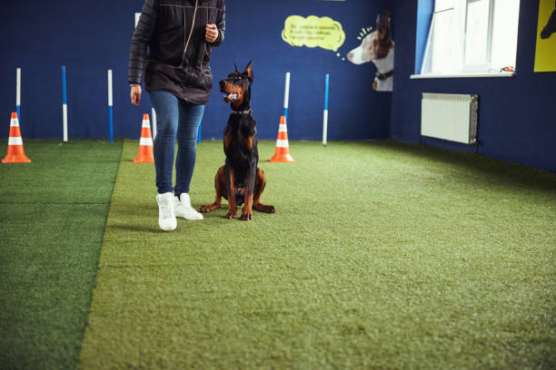 istock Obedient dog sitting by a trainer during the training session 1315485960