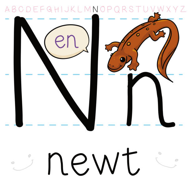 Animal Alphabet Letter N For Newt Illustrations, Royalty-Free Vector Graphics & Clip Art - iStock Animal Alphabet Letter N For Newt Illustrations, Royalty-Free Vector Graphics & Clip Art - iStock