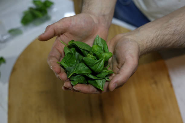 Hands hold the leaves of the freshly cut basil