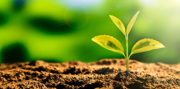 istock Growing plant, earth day, environmental concept 1315495511