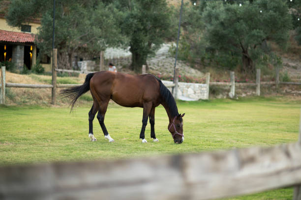 Beautiful brown horse