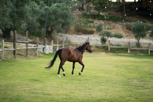 Bay horse gallops in a grass manege square.
