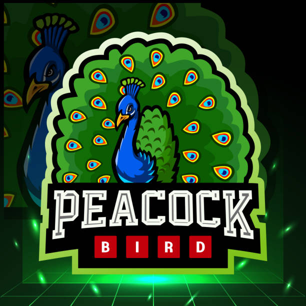 illustrazioni stock, clip art, cartoni animati e icone di tendenza di mascotte dell'uccello pavone. progettazione di esport - phoenix wing bird peacock