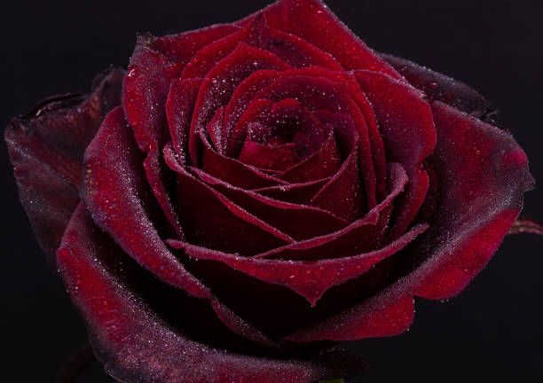 istock Close up of a flower 1315499493