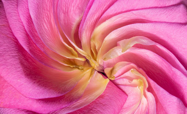 istock Close up of a flower 1315499504