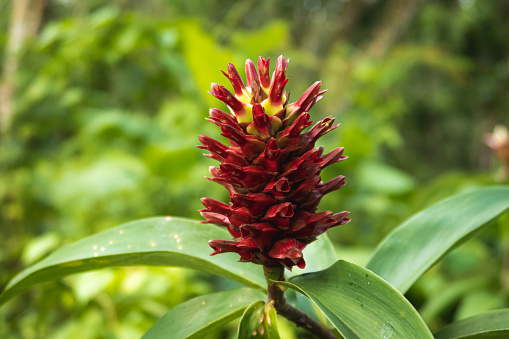 A beautiful fully-bloomed costus in the jungle