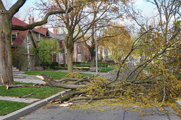 istock Residential street blocked by broken tree after wind storm 1315501279