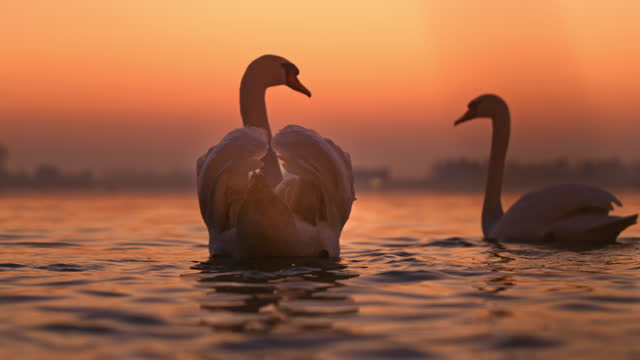 White swans floating on lake during sunset