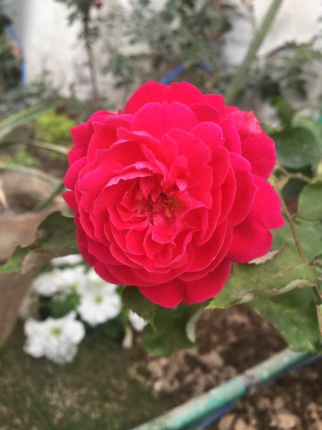 istock Blooming red rose flower in garden 1315508977