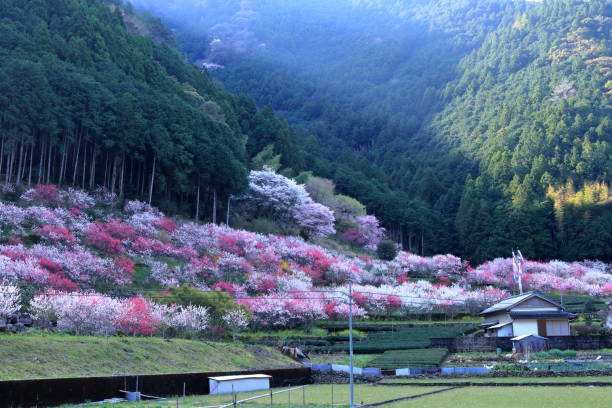 istock Kuki Hana peach,Light shines  (Niyodogawa Town, Kochi Prefecture) 1315510655
