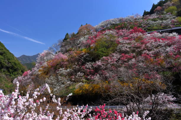 istock Kamikuki Hana peach,Hidden Paradise (Niyodogawa Town, Kochi Prefecture) 1315511495