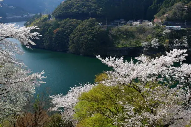Location:Niyodogawa Town, Agawa District, Kochi Prefecture, Japan
Taken at Odo Dam Park.