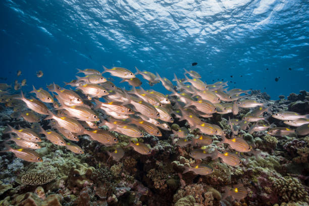istock Marine life in Palau, Micronesia 1315514301